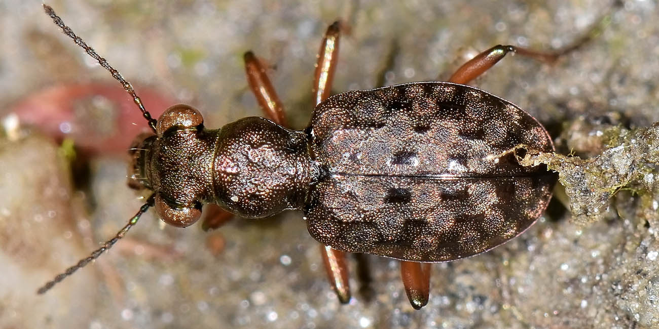 Avigliana, Lungo Dora: Carabidae lungo il fiume.